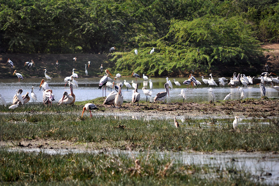 birdwatching paradise Bundala National Park in southern Sri Lanka