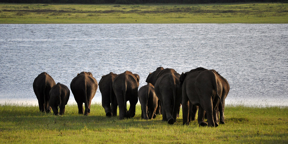 wild elephants in Kaudulla national park in Sri Lanka