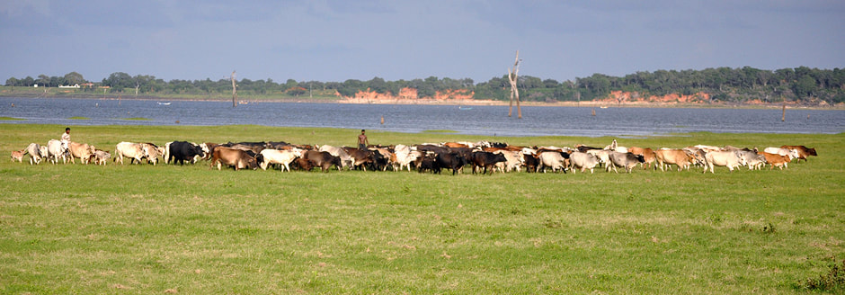 livestock grazing at Kaudulla reservoir in Sri Lanka