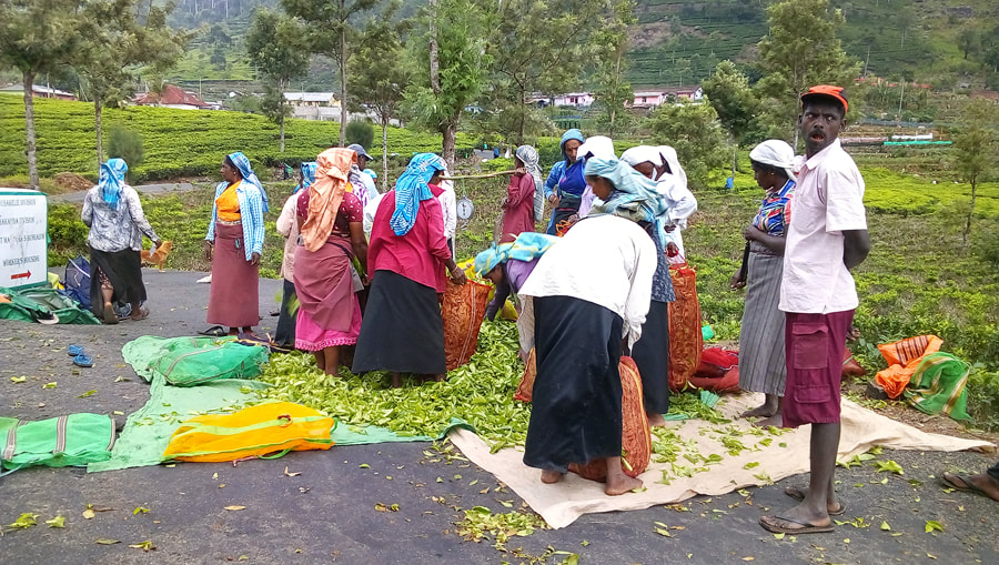 tea pickers near Haputale in Sri Lanka