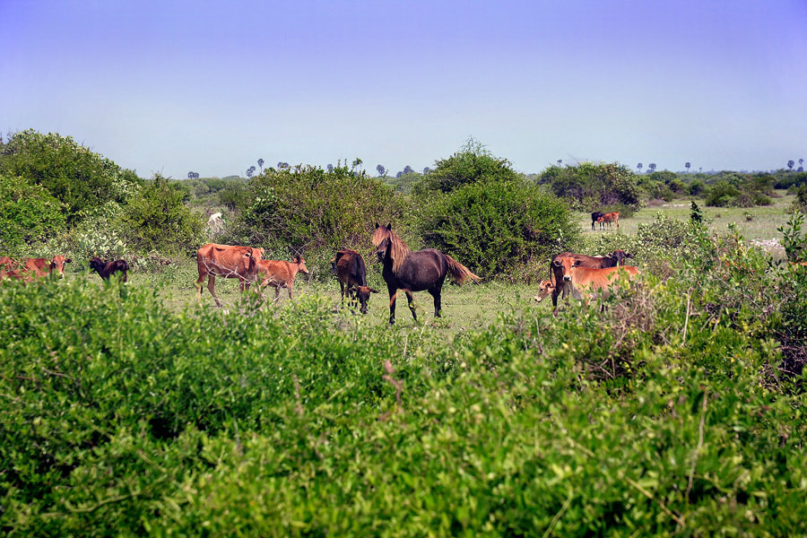 feral horses on Delft Island in Sri Lanka