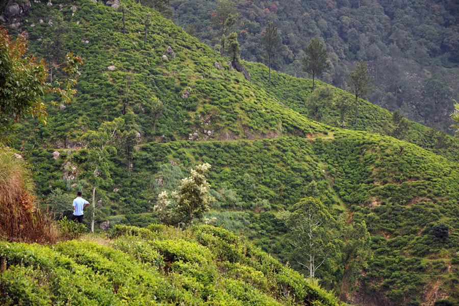 tea plantation of Spring Valley at the slopes of Namunukula