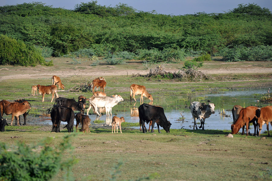 cattle in the buffer zone of Bundala National Park