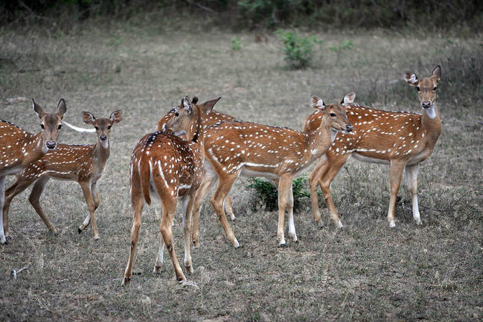 Spotted dear in Yala National Park