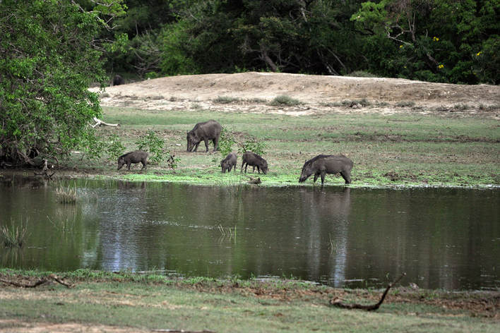 Wild boars and piglets in Yala Narional Park
