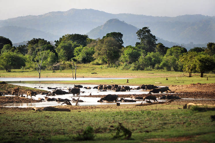 feral water buffalos in Udawalawe national park in Sri Lanka
