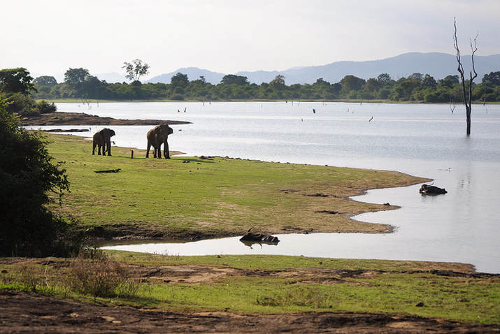 wild elephants at the Udawalawe Reservoir in Sri Lanka