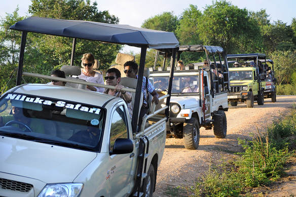 safari jeeps in Udawalawe National Park in Sri Lanka