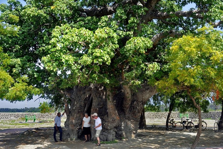 Affenschbrotbaum (Baobab) auf der Insel Delft vor Sri Lanka  