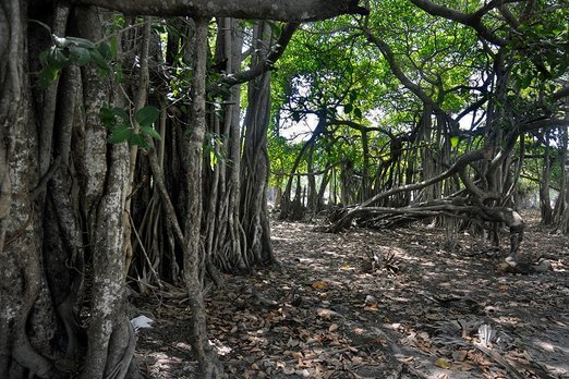 Banyan-Baum auf Sri Lankas Insel Delft