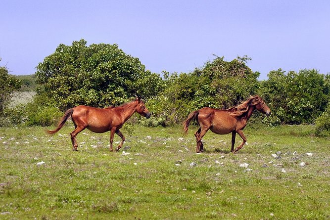 freely roaming feral horses, sometimes called 