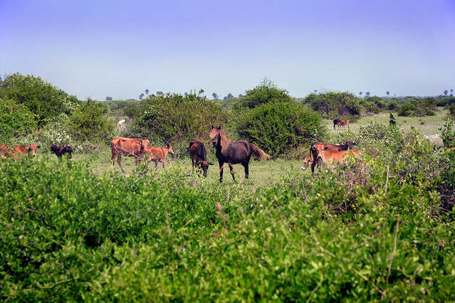 verwilderte Pferde und Rinder auf Sri Lankas Insel Delft