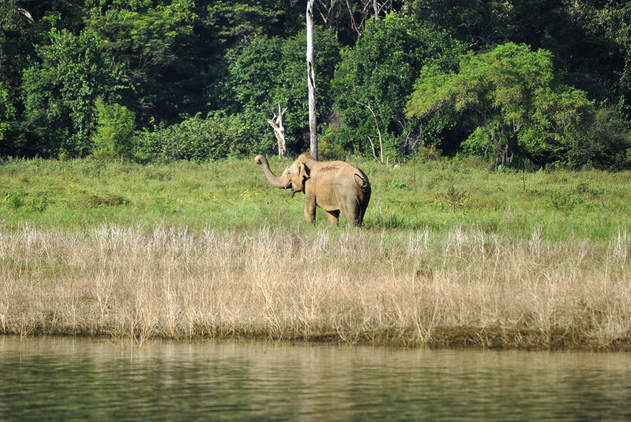 elephant in Gal Oya National Park in Sri Lanka