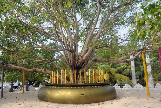 neuer heiliger Bo-Baum im Sanghamittha Viharaya von Dambakola