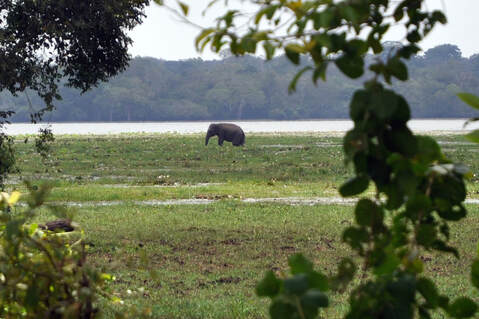 elephant at the Mahawewa in Lahugala-Kitulana National Park