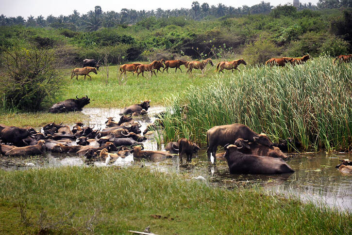 feral horses and buffaloes on Mannar Island in Sri Lanka