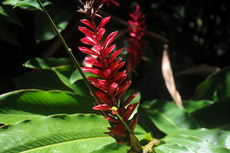 Red Ginger in Brief Garden in Sri Lanka 