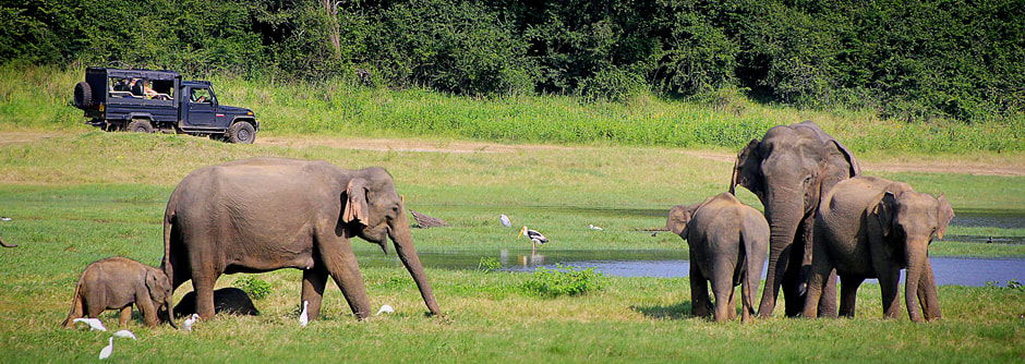 elephant safari in Minneriya national park in Sri Lanka