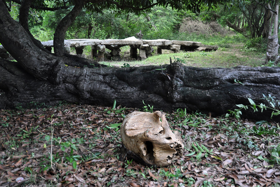 elephant skull near the stone bridge of Thiriyai