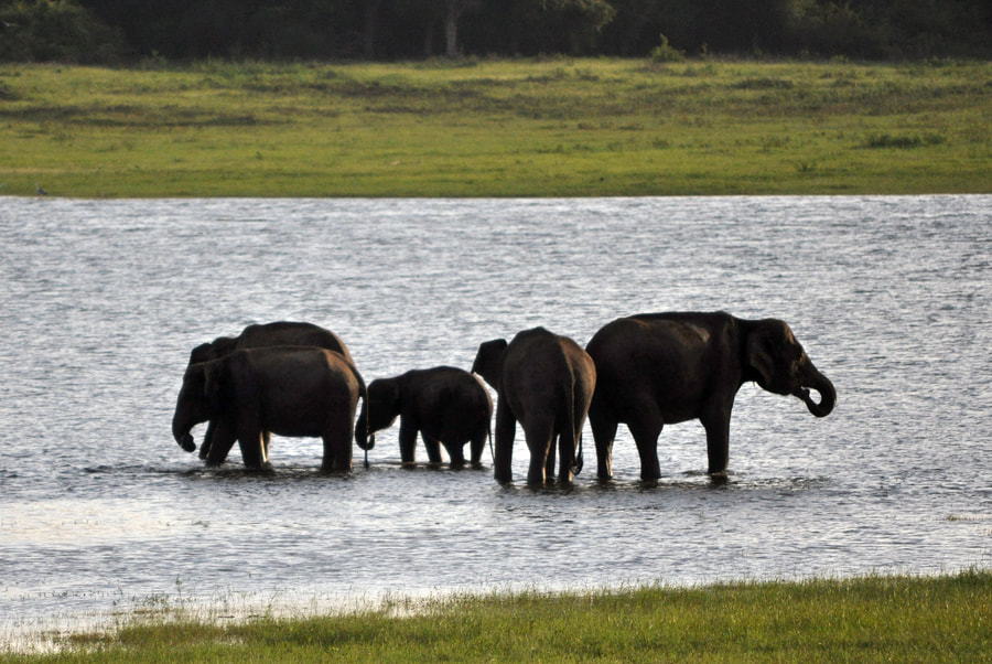 bathing elephants in Sri Lanka's Kaudulla national park