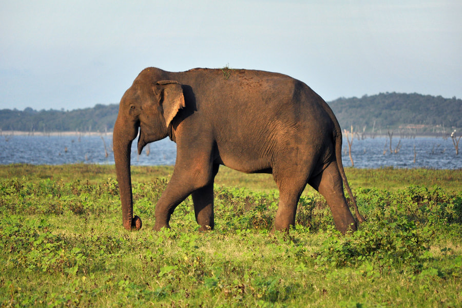 elephant at lake Kaudulla in Sri Lanka