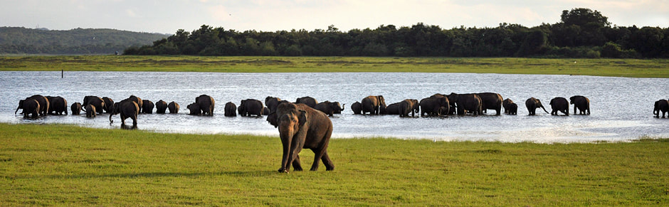 bathing Sri Lankan elephants in Kaudulla national park