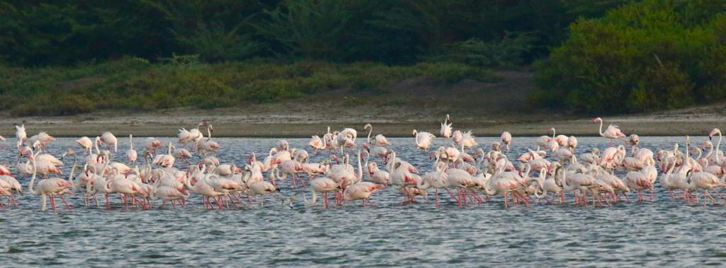 Flamingos in Vankalai Bird Sanctuary near Mannar