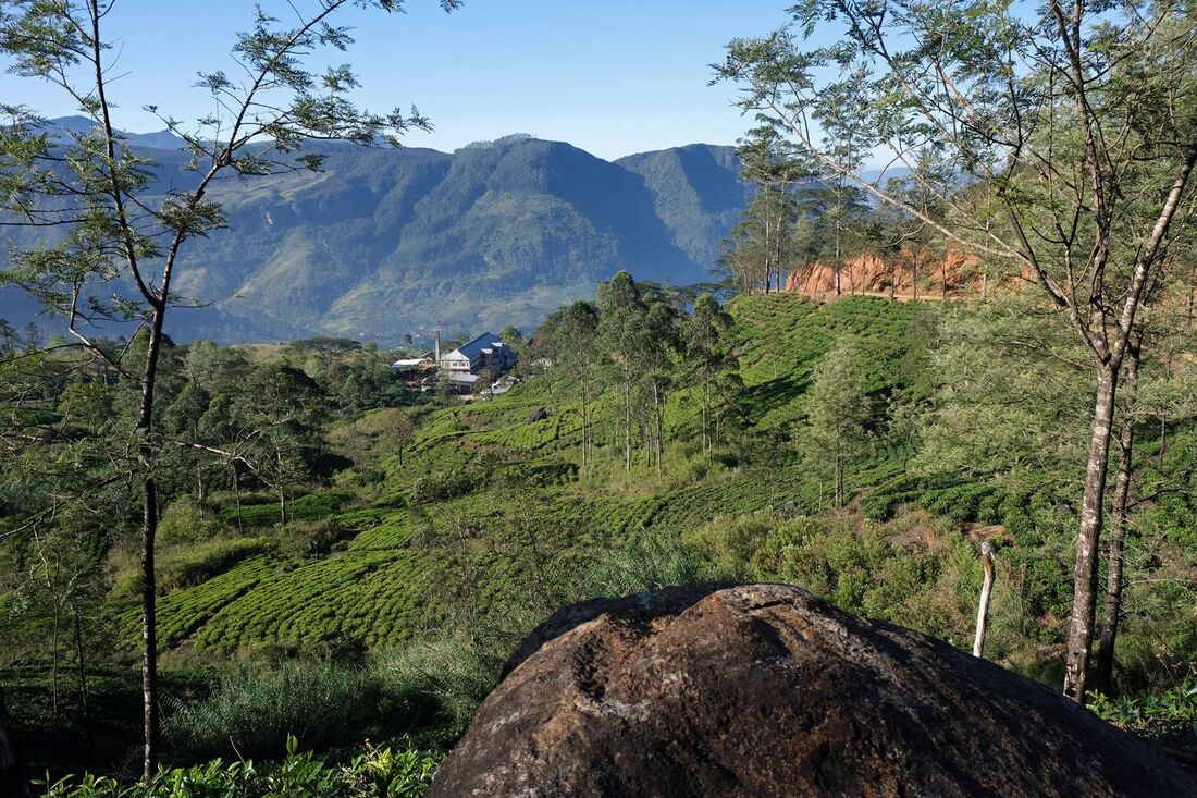scenic Ceylon tea plantation of Frotoft in the Nuwara Eliya tea region of Sri Lanka