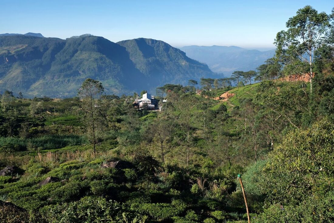 Frotoft Tea Estate in the central highlands in Sri Lanka