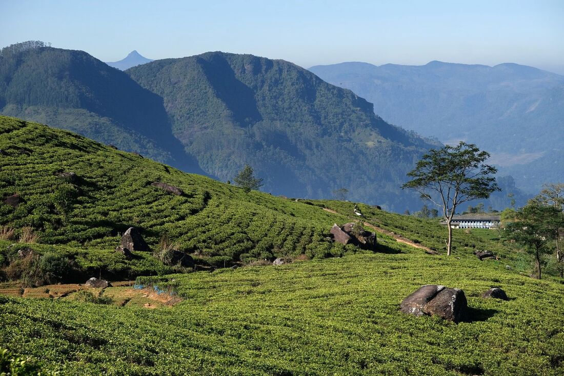high-grown Ceylon tea plantation of Frotoft Estate in Nuwara Eliya District in Sri Lanka