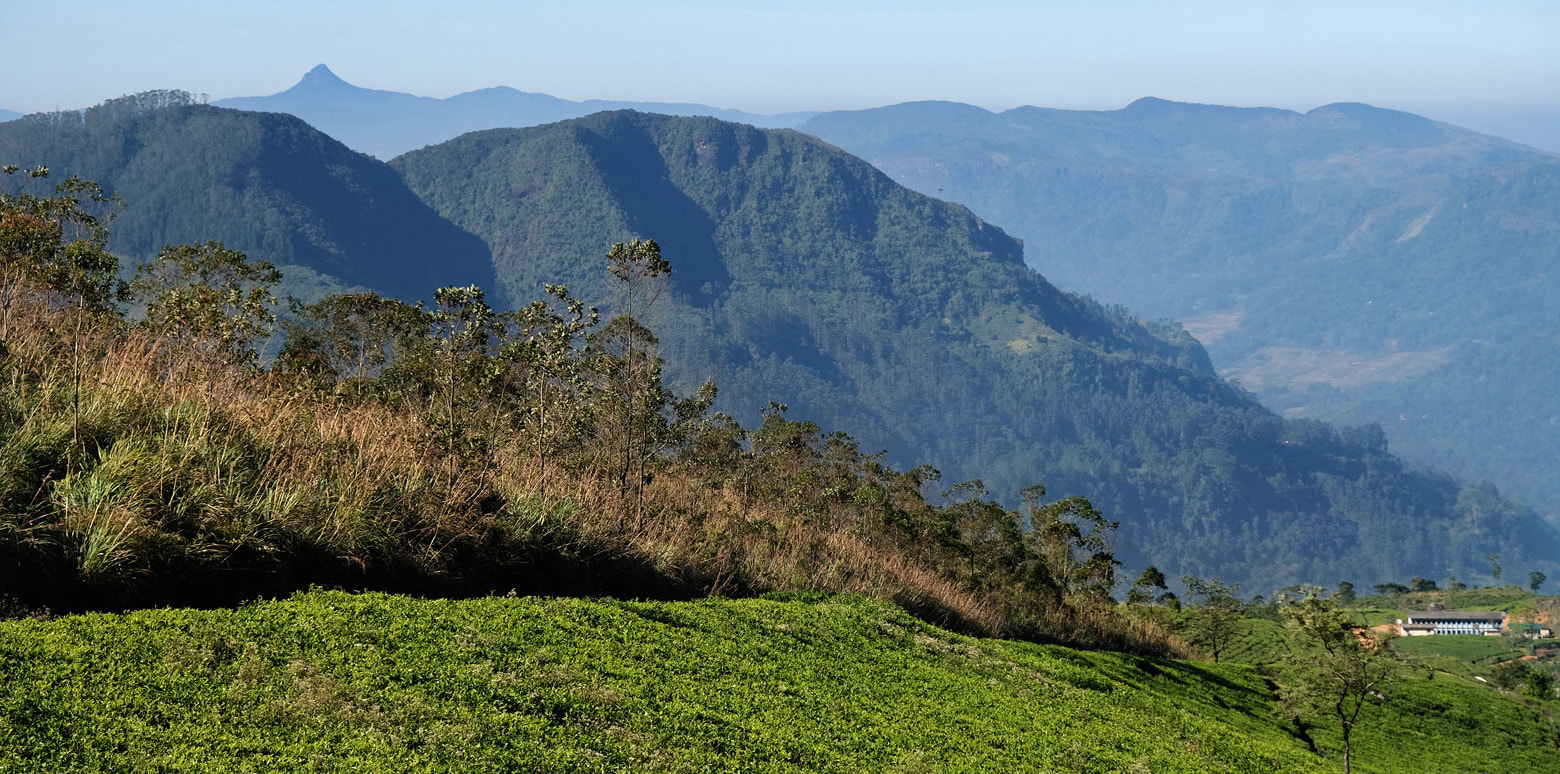 view from Frotoft tea estate, with the triangular Adam's Peak in the background