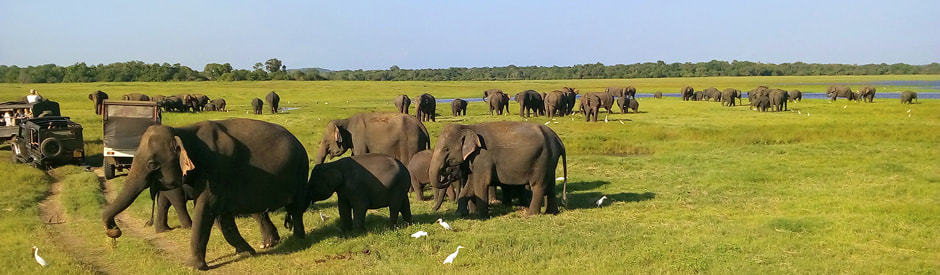 elephant gathering in Minneriya national park in Sri Lanka