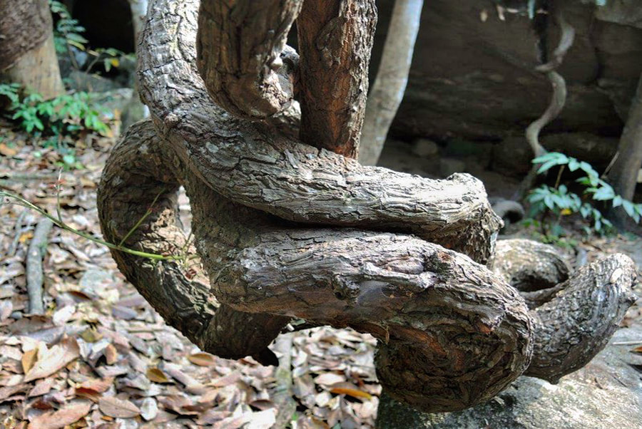 Riesen-Ranke Yoda Puswela in Pilikuttuwa in Sri Lanka
