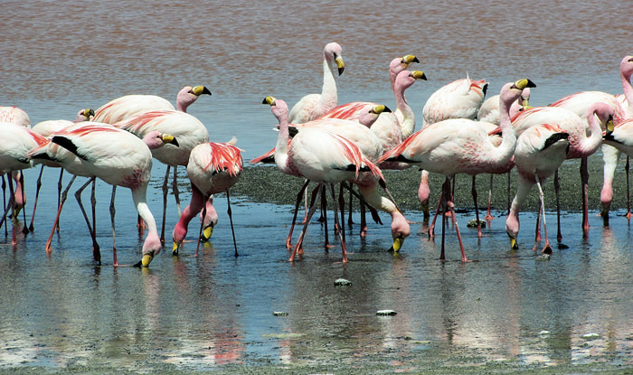 Greater Flamingos, migratory birds in Sri Lanka