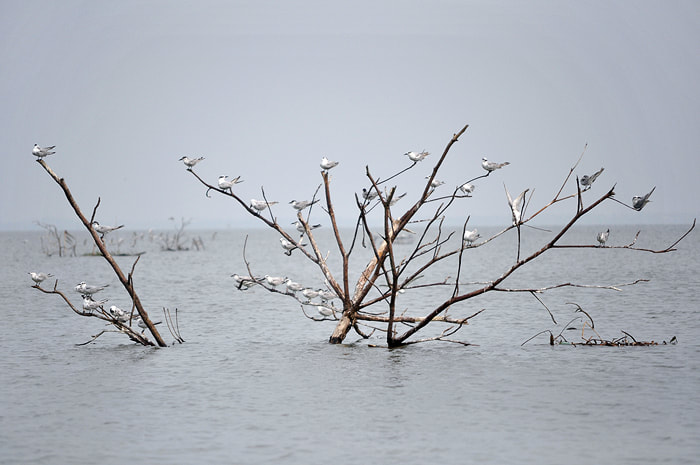 gulls in the Negombo Lagoon near Muthurajawela wetlands