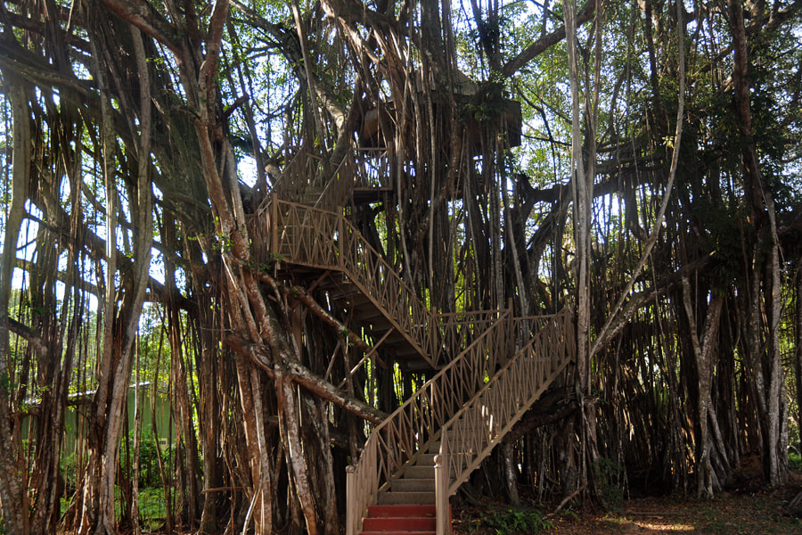 Banyan tree in Henerathgoda Botanical Garden in Gampaha in Sri Lanka's wetland zone