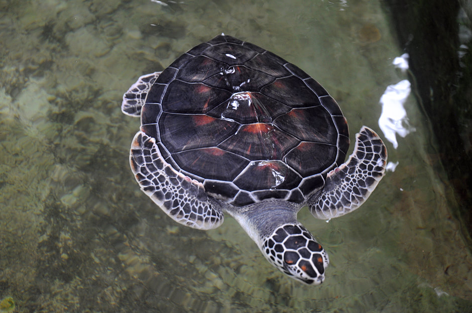 sea turtle in the Induruwa Conservation Center