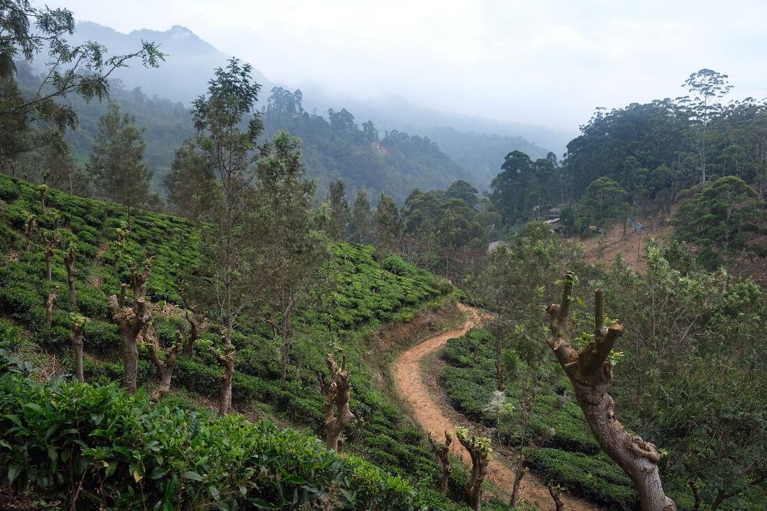 tea plantation dirt road to Sthripura Caves