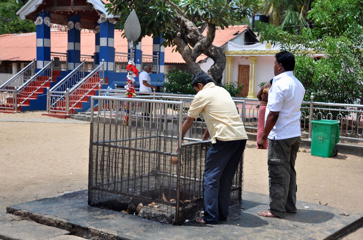 throwing coconuts in front of the Kataragama shrine