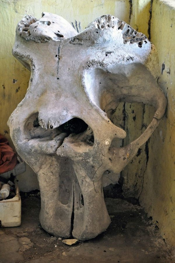 elephant skull exhibited in Lahugala Archaeological Site in Sri Lanka