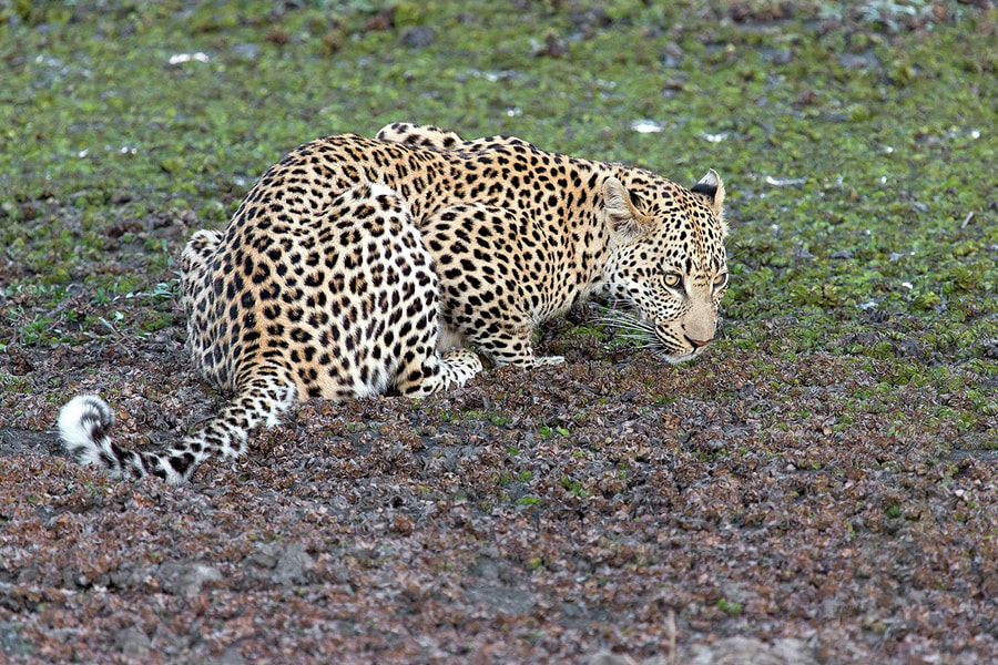 Leopards are highlights of Wilpattu safaris near Anuradhapura