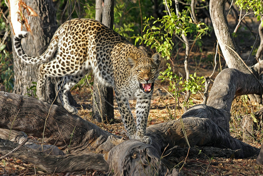 leopard hissing