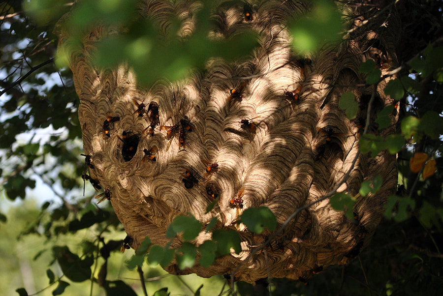 hornets' net  of Lesser banded hornet in Kaudulla national park in Sri Lanka