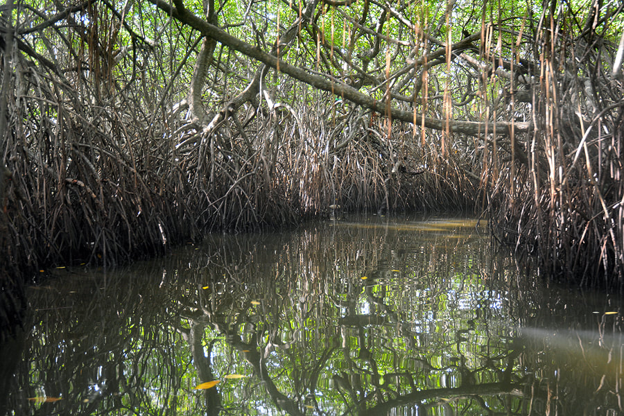 Mangrove forest at Madu Ganga in Sri Lanka