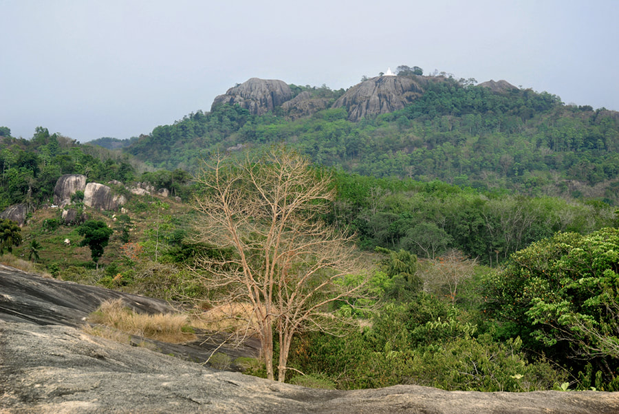 Blick von Pilikuttuwa's zum Gipfel von Maligathenna