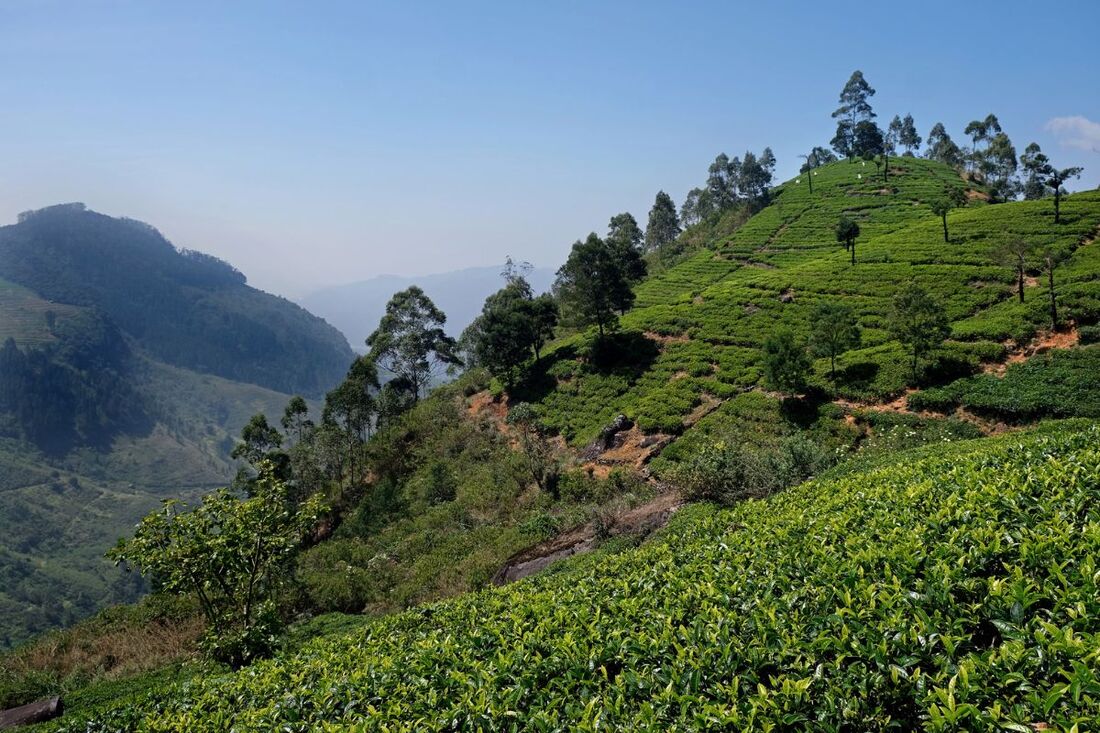 Mani Katthitheri on Kondagala Rock of Damro Labokellie Tea Estate in the central highlands of Sri Lanka