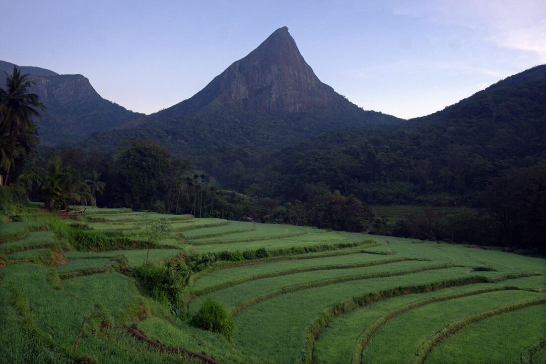 rice terraces and pyramidical mountain of Lakegala in Meemure in Sri Lanka's Knuckles Range