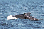 Mirissa whale thumb