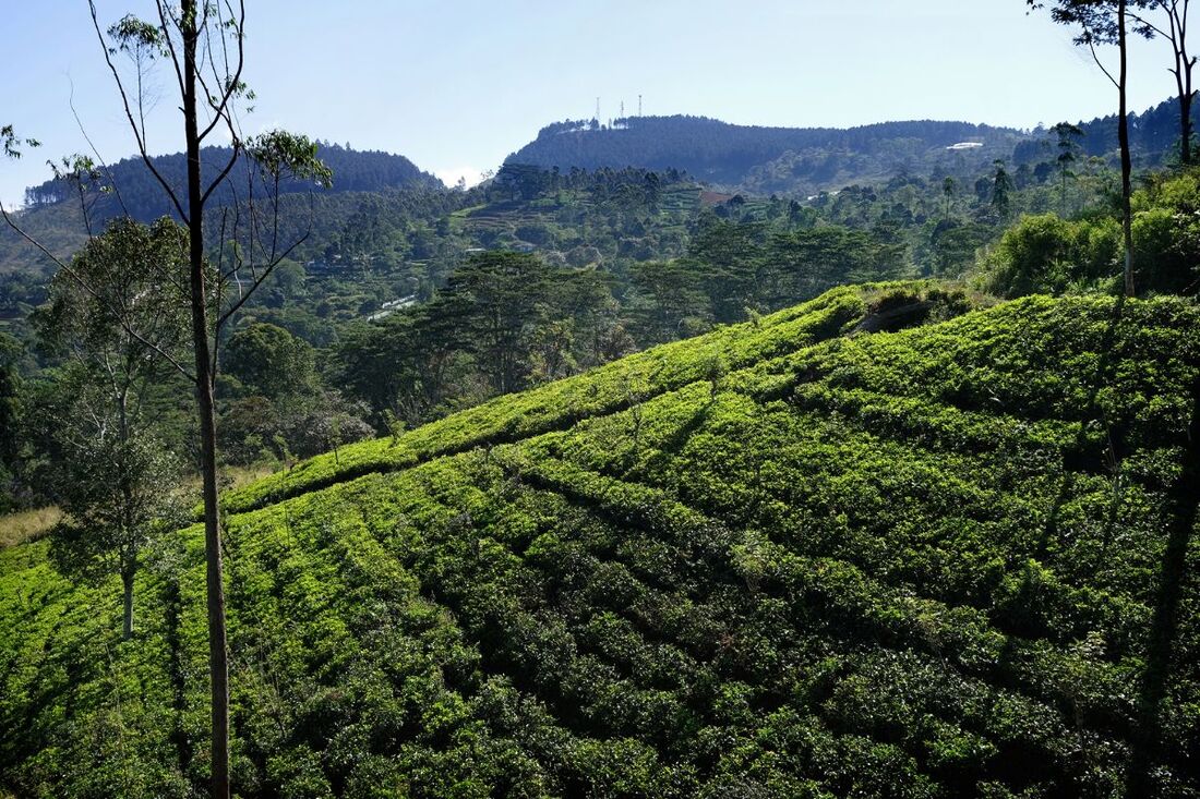 Ceylon tea plantation in the Monaragala Range in central Sri Lanka