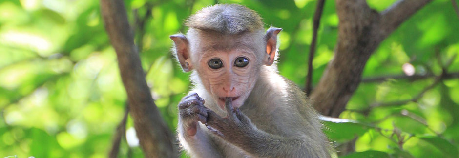 juvenile endemic toque macaque in Sri Lanka